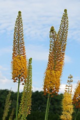 Pustynnik wskolistny - Eremurus stenophyllus - Foxtail lilies, Desert candles '-'