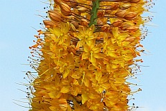 Pustynnik wskolistny - Eremurus stenophyllus - Foxtail lilies, Desert candles '-'