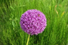 Czosnek olbrzymi - Allium giganteum - Giant Onion