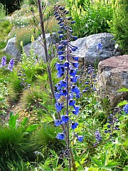 Ostrka wyniosa - Delphinium elatum L. - Candle Larkspur