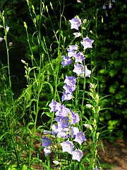 Dzwonek brzoskwiniolistny - Campanula persicifolia L. - Peach-leaved Bellflower