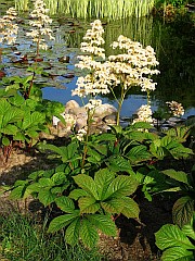 Rodgersja pierzasta - Rodgersia pinnata Franch. - Rodgersia pinnata