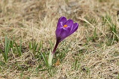 Szafran wiosenny - Crocus vernus (L.) Hill - Spring crocus - violet