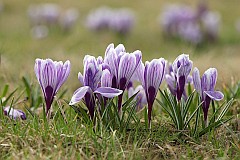 Szafran wiosenny - Crocus vernus (L.) Hill - Spring crocus - ‘Pickwick’