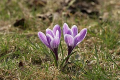 Szafran wiosenny - Crocus vernus (L.) Hill - Spring crocus - ‘Pickwick’