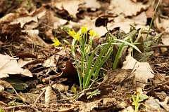 Zo ta - Gagea lutea - Yellow Star Of Bethlehem