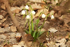 nieyca wiosenna - Leucojum vernum - Spring Snowflake