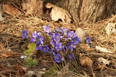 Przylaszczka pospolita - Hepatica nobilis Mill. - Common Hepatica