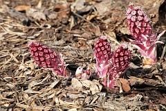 Lepinik rowy - Petasites hybridus - Common Butterbur