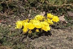 Miek wiosenny - Adonis vernalis L. - Pheasant's Eye