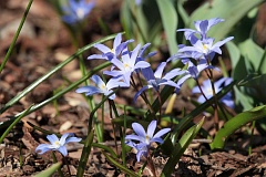 nienik lnicy - Chionodoxa luciliae - Lucile's Glory-of-the-snow