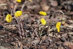 Podbia pospolity - Tussilago farfara L. - Coltsfoot