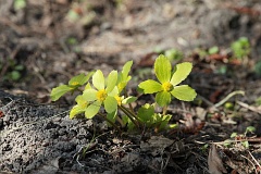 Cieszynianka wiosenna - Hacquetia epipactis Neck.ex DC. - Hacquetia epipactis