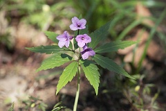 ywiec gruczoowaty - Cardamine glanduligera O.Schwarz - Cardamine glanduligera