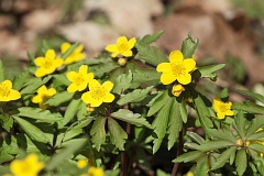 Zawilec ty - Anemone ranunculoides L. - Yellow Wood Anemone