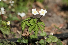 Zawilec gajowy - Anemone nemorosa L. - Wood Anemone