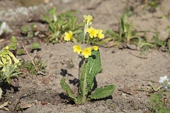 Pierwiosnek yszczak - Primula auricula L. - Auricula