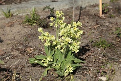 Pierwiosnek wyniosy - Primula elatior (L.)Hill. - True Oxlip