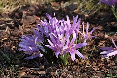 Zimowit wiosenny - Bulbocodium vernum - Spring Meadow Saffron