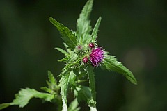 Ostroe kowy - Cirsium rivulare (Jacq.) All. - -