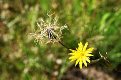 Kozibrd wielki - Tragopogon dubius - Western Salsify