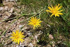 Kozibrd wielki - Tragopogon dubius - Western Salsify