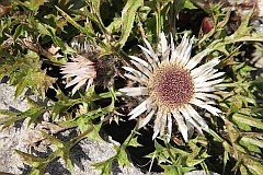 Dziewisi bezodygowy - Carlina acaulis L. - Stemless Carline Thistle