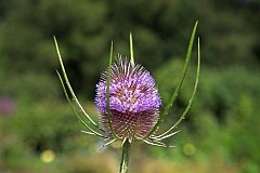 Szcze kolczasta - Dipsacus fullonum - Fuller's Teasel