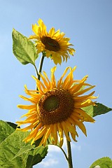 Sonecznik zwyczajny - Helianthus annuus - Sunflower