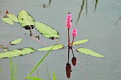 Rdest ziemnowodny - Polygonum amphibium L. - water knotweed, water smartweed, and amphibious bistort