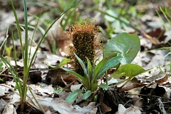 Zborg purpurowy - Ceratodon purpureus - Ceratodon moss, Fire moss, Purple horn toothed moss