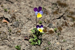 Fioek trjbarwny - Viola tricolor L. - Heartsease