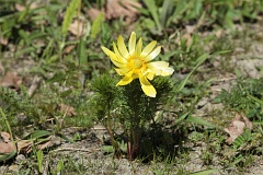 Miek wiosenny - Adonis vernalis L. - Pheasant's Eye