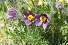 Sasanka zwyczajna - Pulsatilla vulgaris - Easter Flower