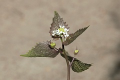 Czosnaczek pospolity - Alliaria petiolata (M. Bieb.) Cavara et Grande - Garlic Mustard