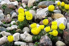 Rannik cylicyjski - Eranthis cilicica Schott & Kotschy - Winter aconite