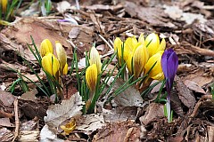 Szafran tokwiatowy - Crocus flavus West. - Dutch Yellow Crocus