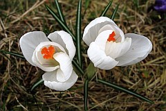 Szafran uprawny - Crocus sativus 'Album' - Saffron crocus - white