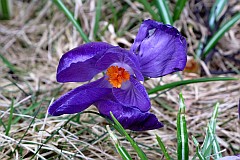 Szafran wiosenny - Crocus vernus (L.) Hill - Spring crocus - violet