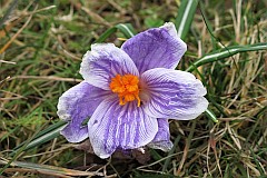 Szafran wiosenny - Crocus vernus (L.) Hill - Spring crocus - ‘Pickwick’