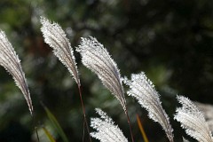 Miskant cukrowy - Miscanthus sacchariflorus (Maxim.) Hack. - Amur silver-grass