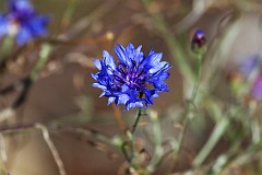 Chaber bawatek - Centaurea cyanus L. 1753 - Cornflower, Bachelors button, Bluebottle, Boutonniere flower, Hurtsickle, Cyani flower