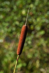 Paka wskolistna - Typha angustifolia, L. - Lesser Bulrush or Narrowleaf Cattail or Lesser Reedmace