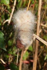 Paka wskolistna - Typha angustifolia, L. - Lesser Bulrush or Narrowleaf Cattail or Lesser Reedmace