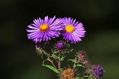 Aster nowoangielski - Symphyotrichum novae-angliae 'A. W. Bowman' - New England Aster