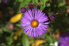 Aster nowoangielski - Symphyotrichum novae-angliae 'A. W. Bowman' - New England Aster