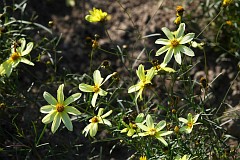 Nachyek okkowy - Coreopsis verticillata 'Moonbeam' - Thread-leaf coreopsis