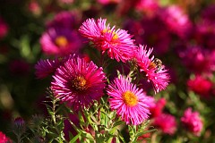 Aster nowoangielski - Symphyotrichum novae-angliae 'Andenken an Alma Poetschke' - New England Aster