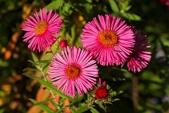 Aster nowoangielski - Symphyotrichum novae-angliae 'Andenken an Alma Poetschke' - New England Aster