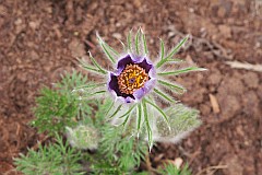 Sasanka zwyczajna - Pulsatilla vulgaris - Easter Flower